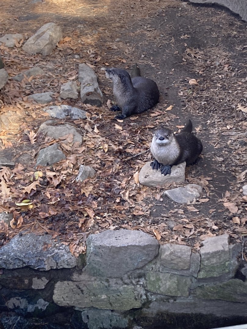 Otters at Beardsley Zoo 12/5/21