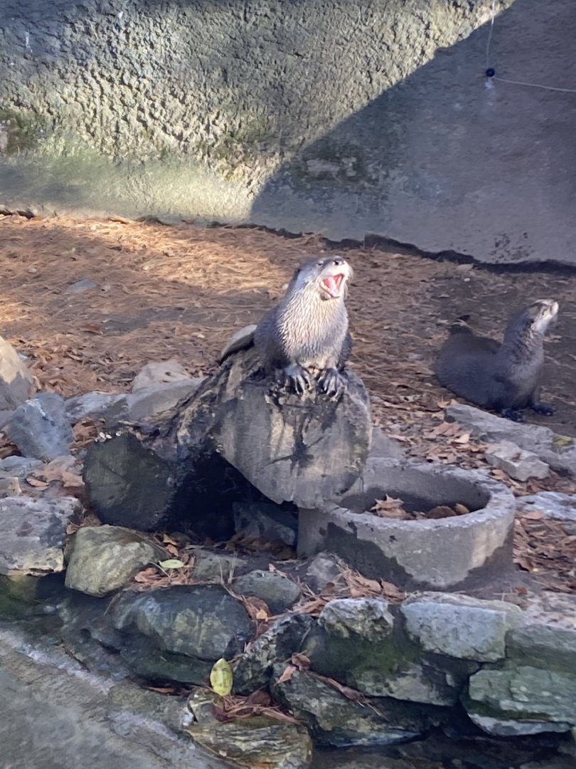 Otters at Beardsley Zoo 12/5/21
