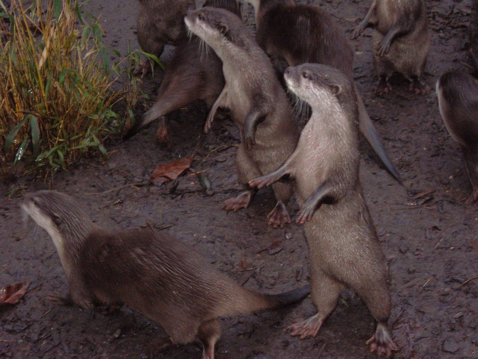 Otters at Chester Zoo