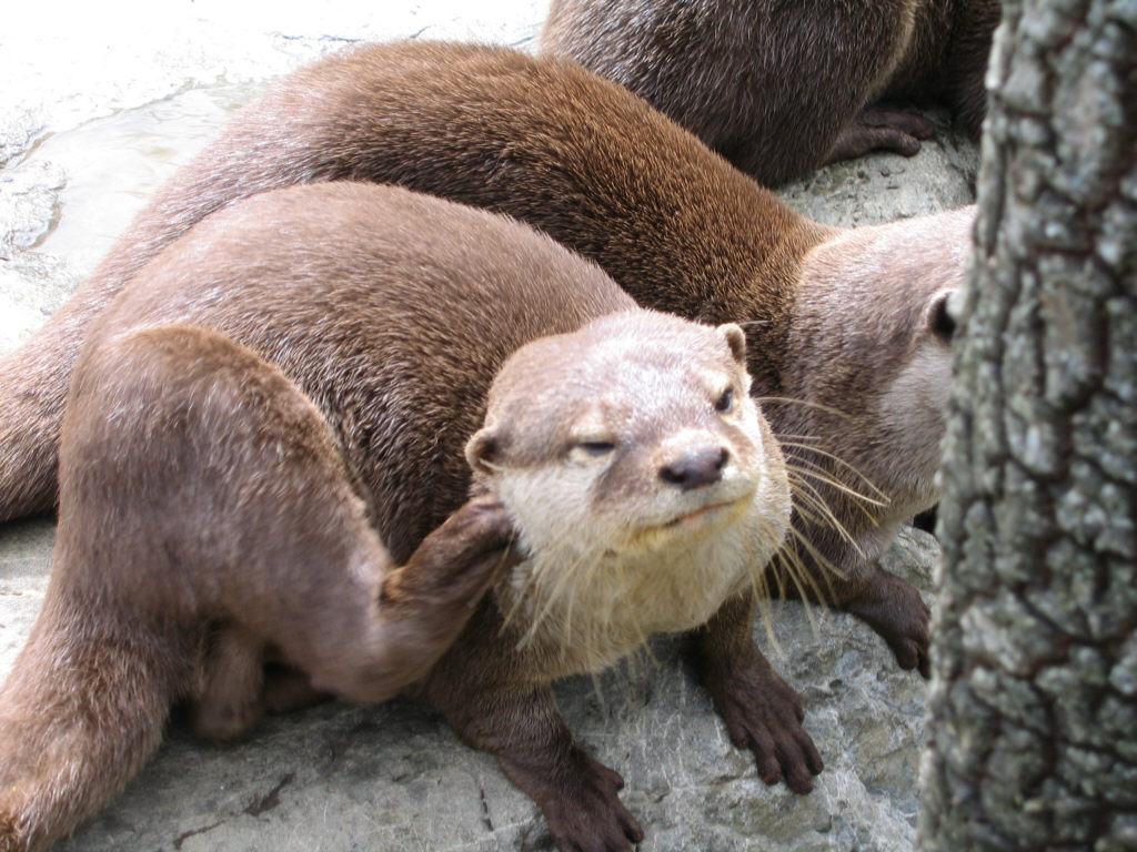 Otters at Wellington Zoo