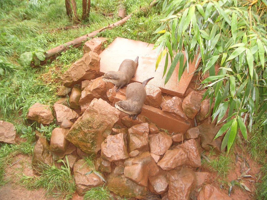 Otters - August 2004