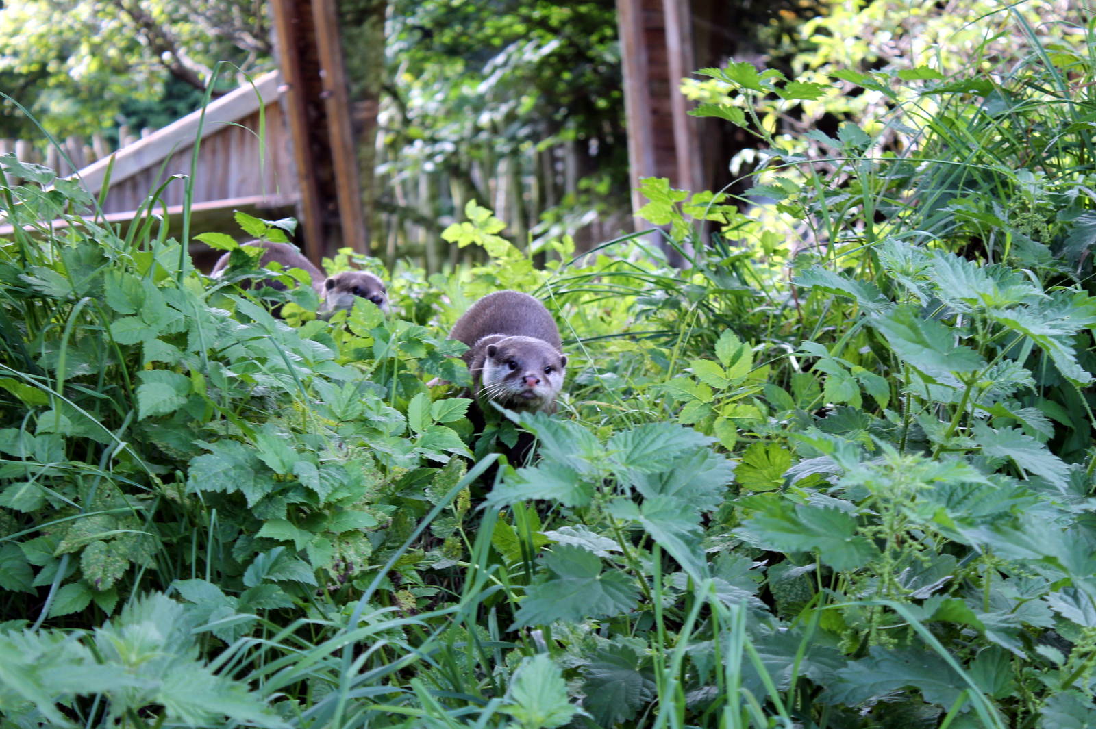 Otters - August 2012