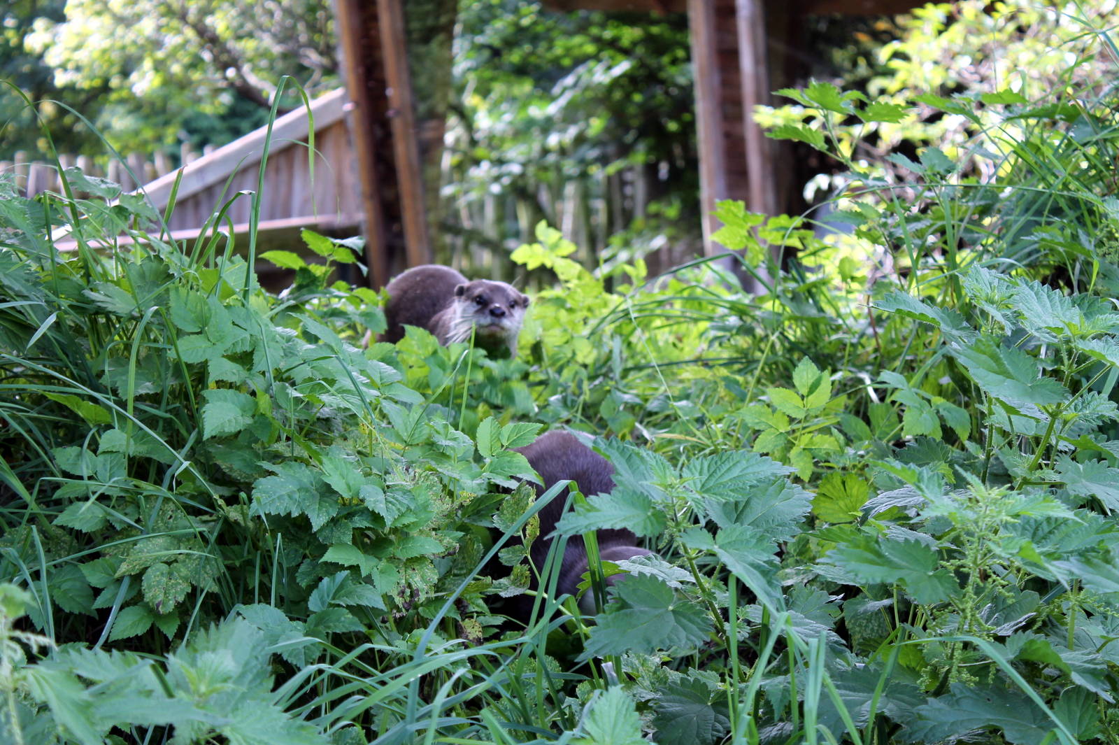 Otters - August 2012