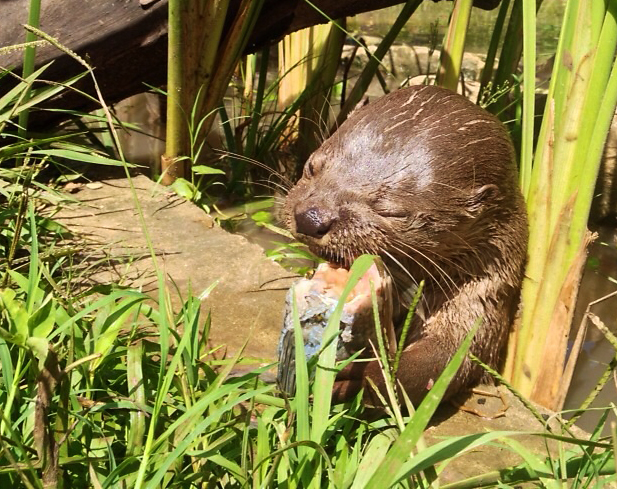 Otters eating