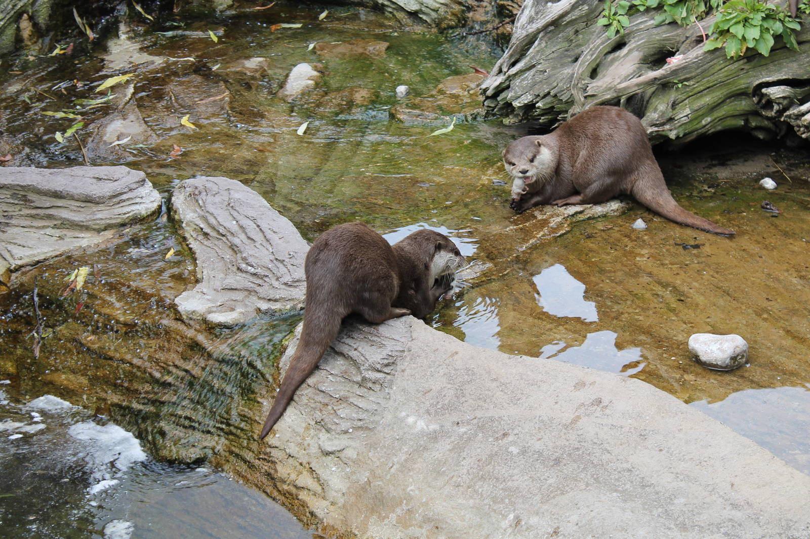 Otters eating