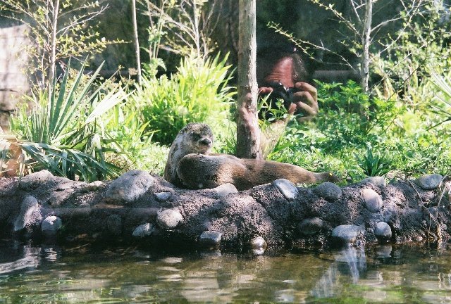 Otters Exhibit