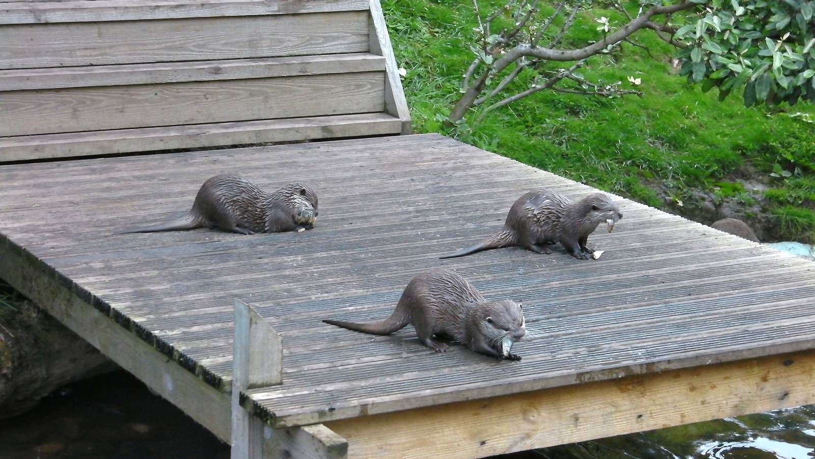 Otters Feeding Time - 26.08.2011
