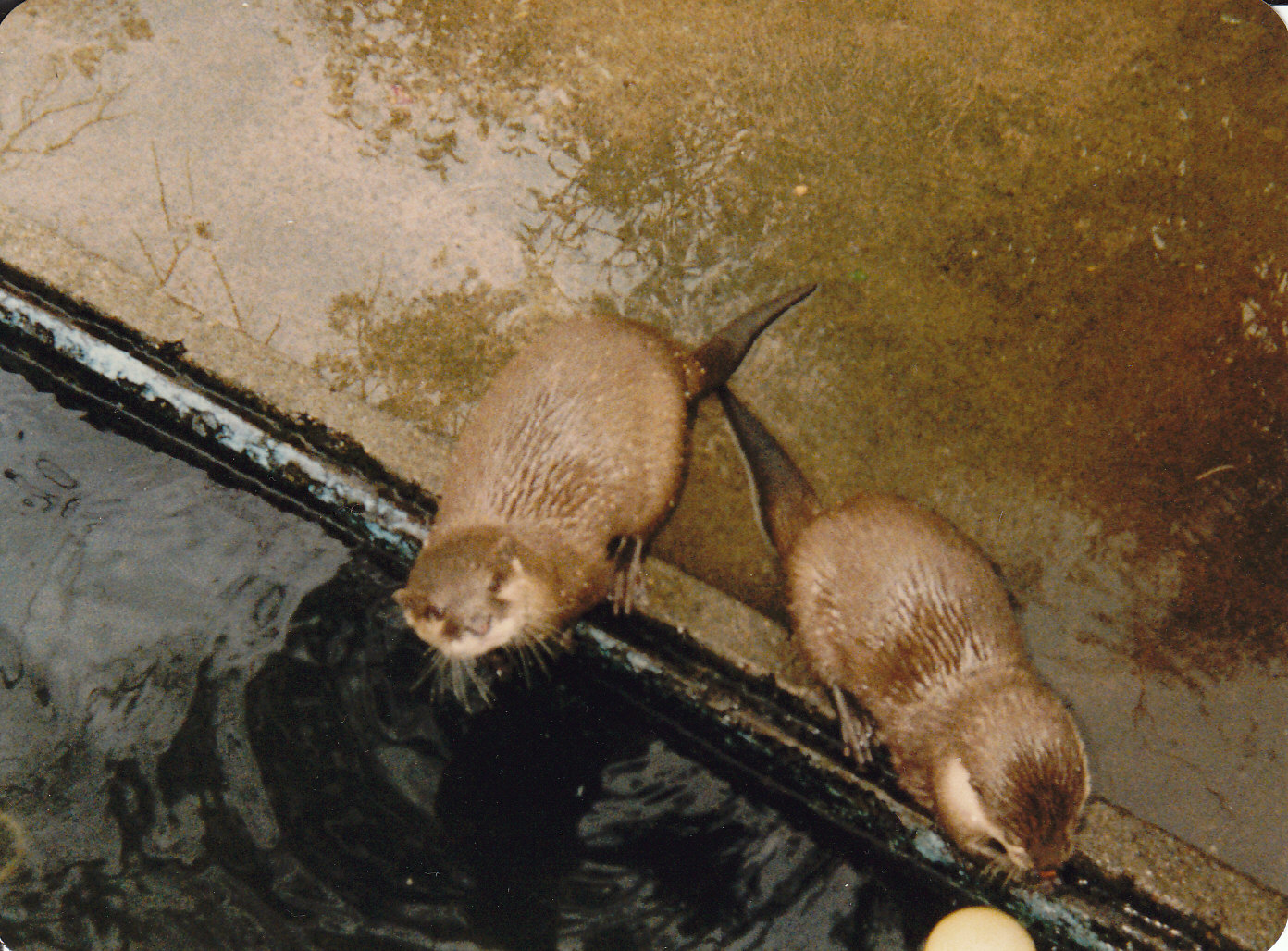 otters, North Brighton Zoo, Christchurch