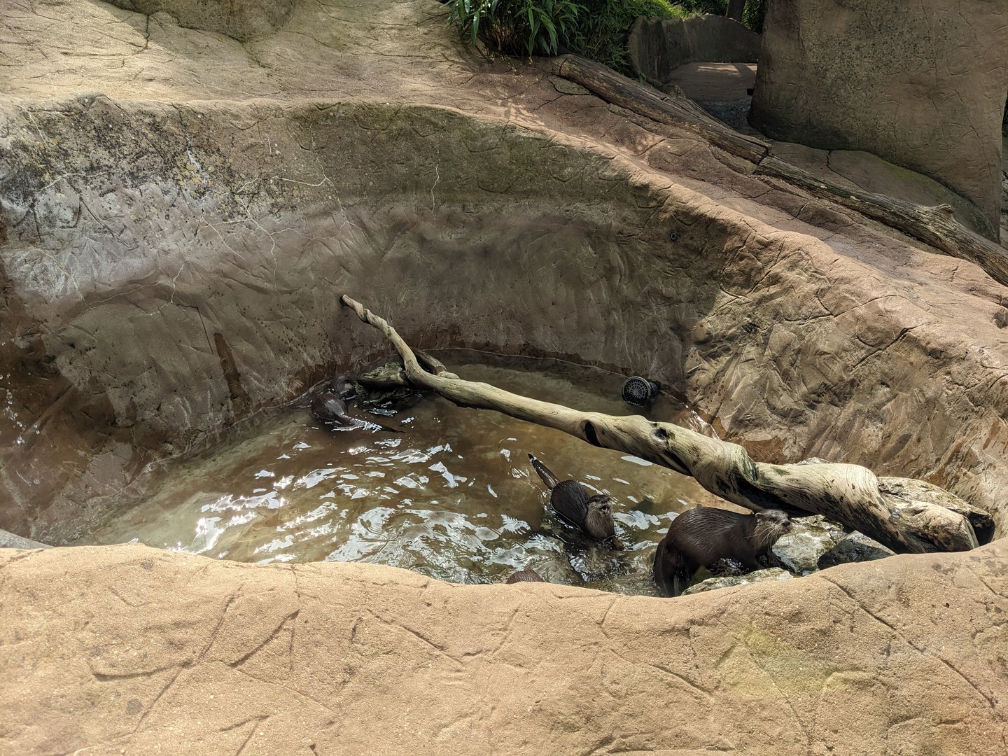 Otters Playing in Pool