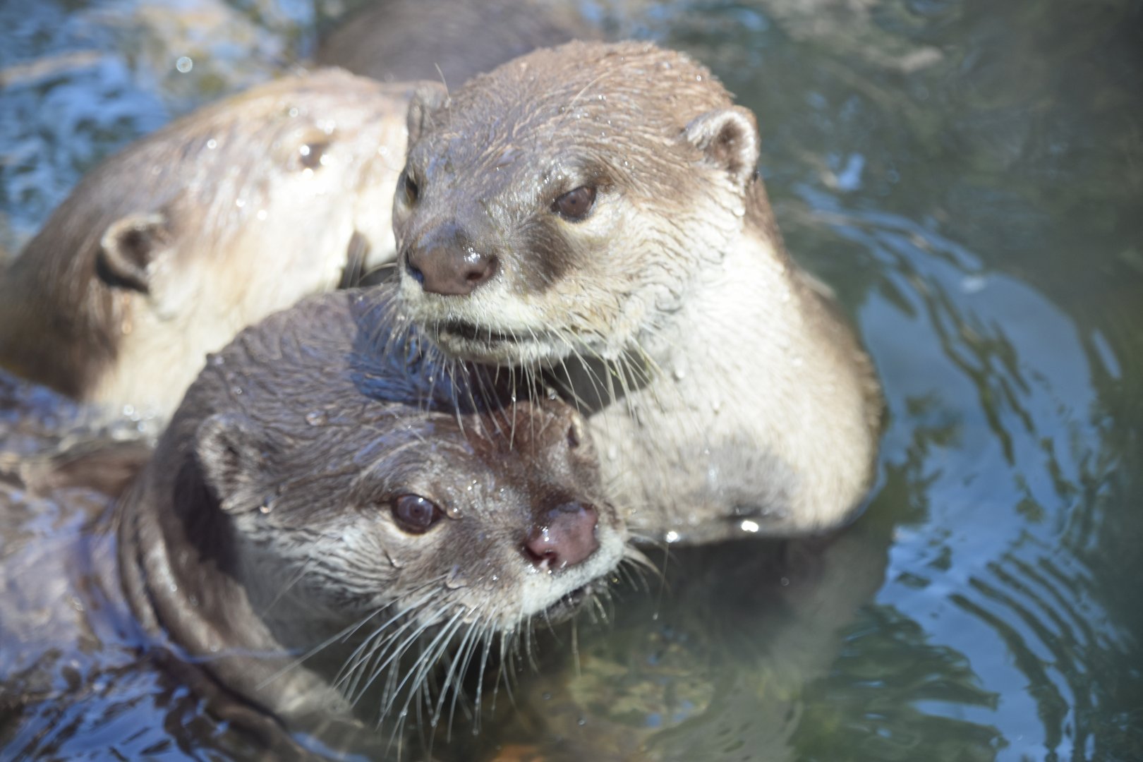 Otters playing in the water