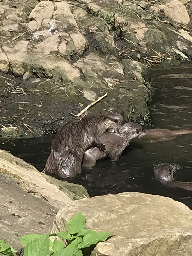 Otters playing