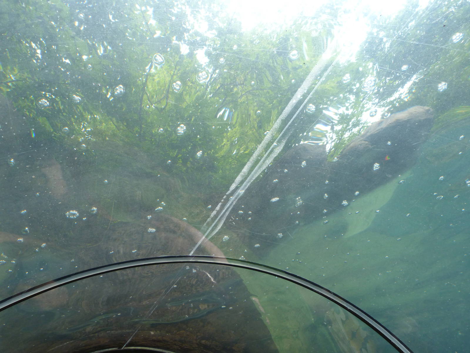 Otters, swim above me!