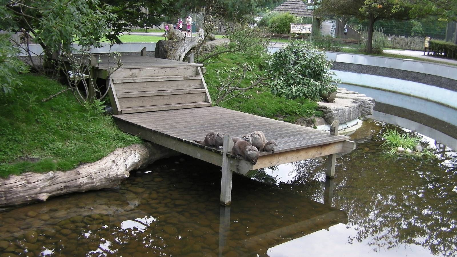 Otters Waiting for Feeding Time - 26.08.2011