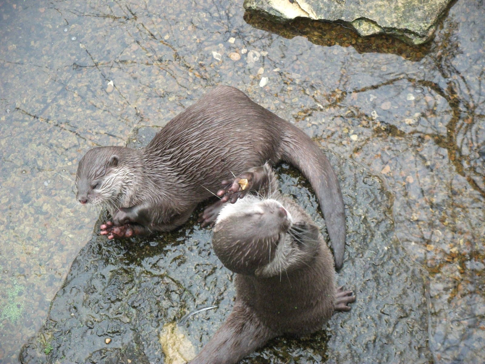 otters