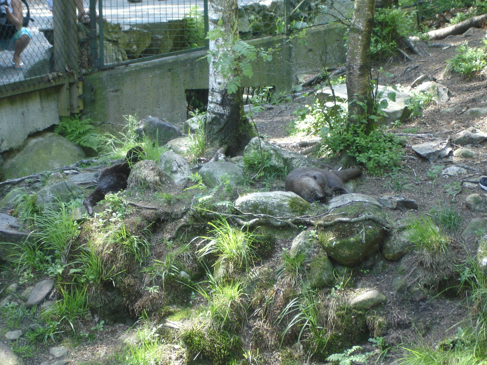 Otters
