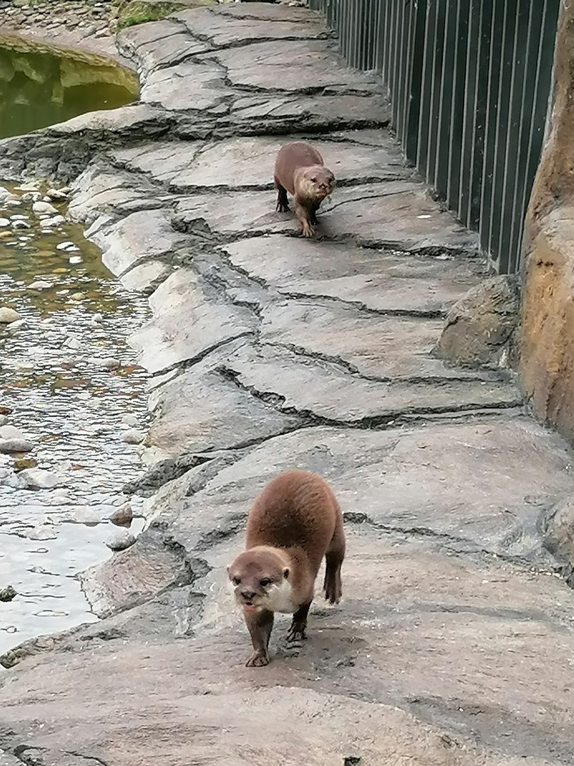 Otters
