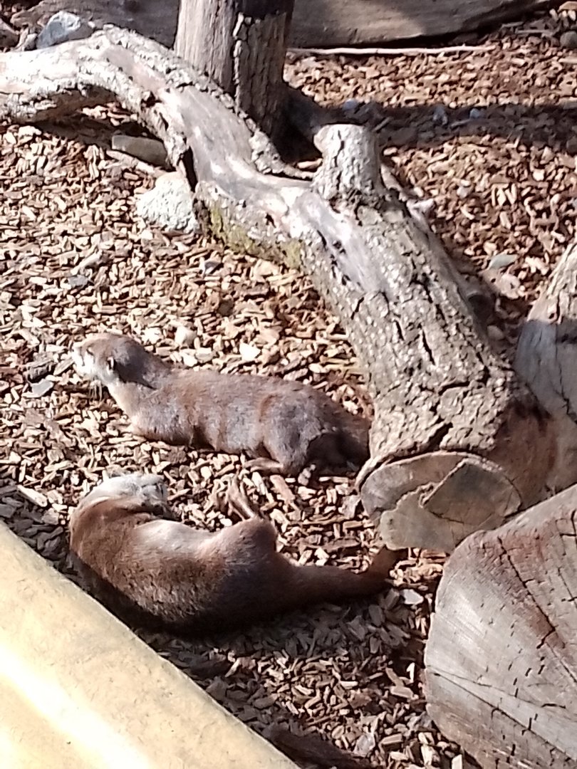 Otters