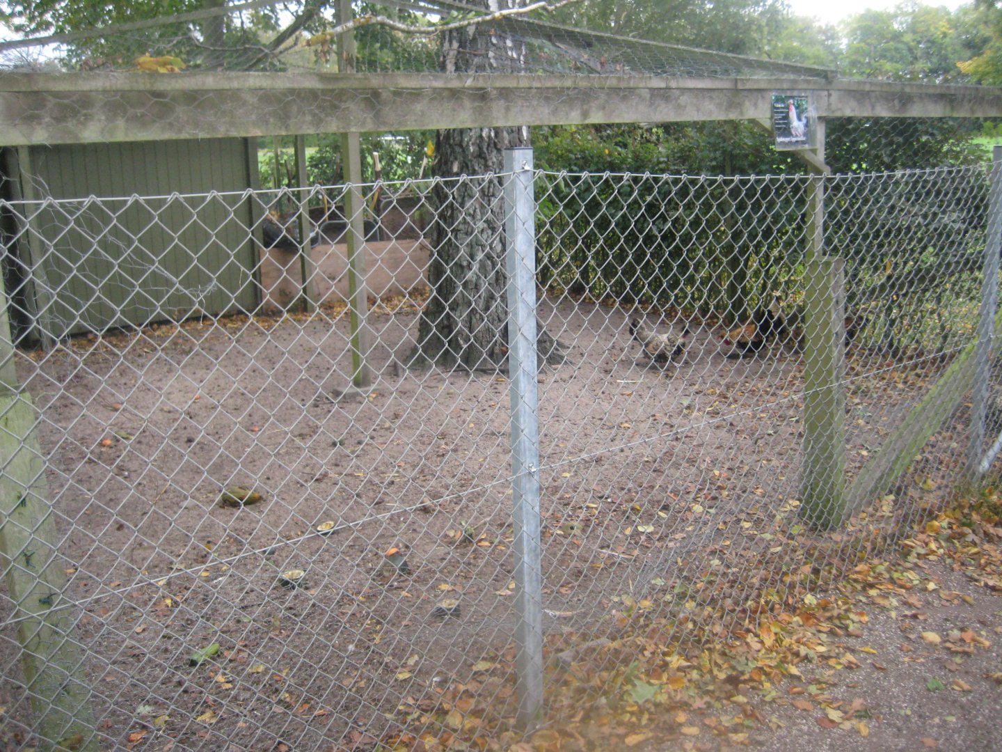 Otterup Andedam - Chicken exhibit