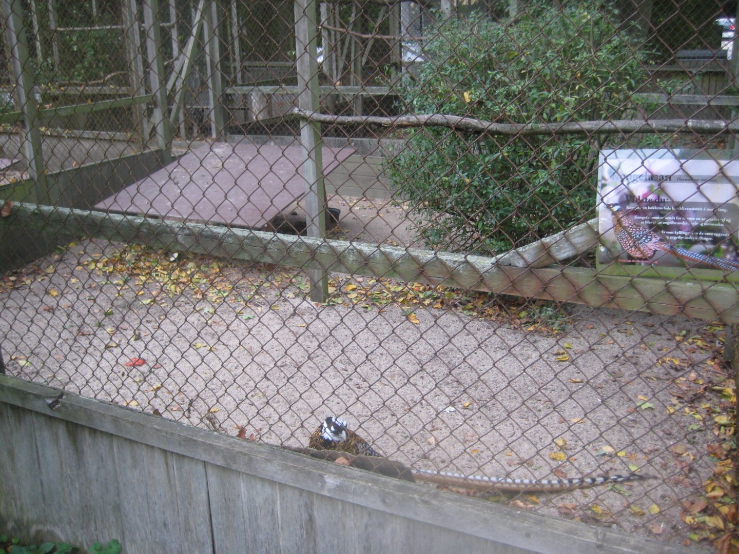 Otterup Andedam - Pheasant aviary #2