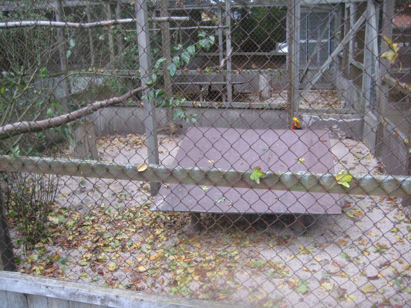 Otterup Andedam - Pheasant aviary #3