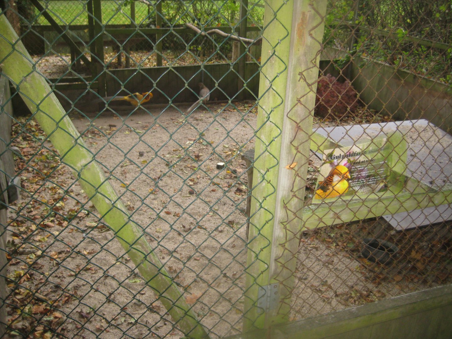 Otterup Andedam - Pheasant aviary #4
