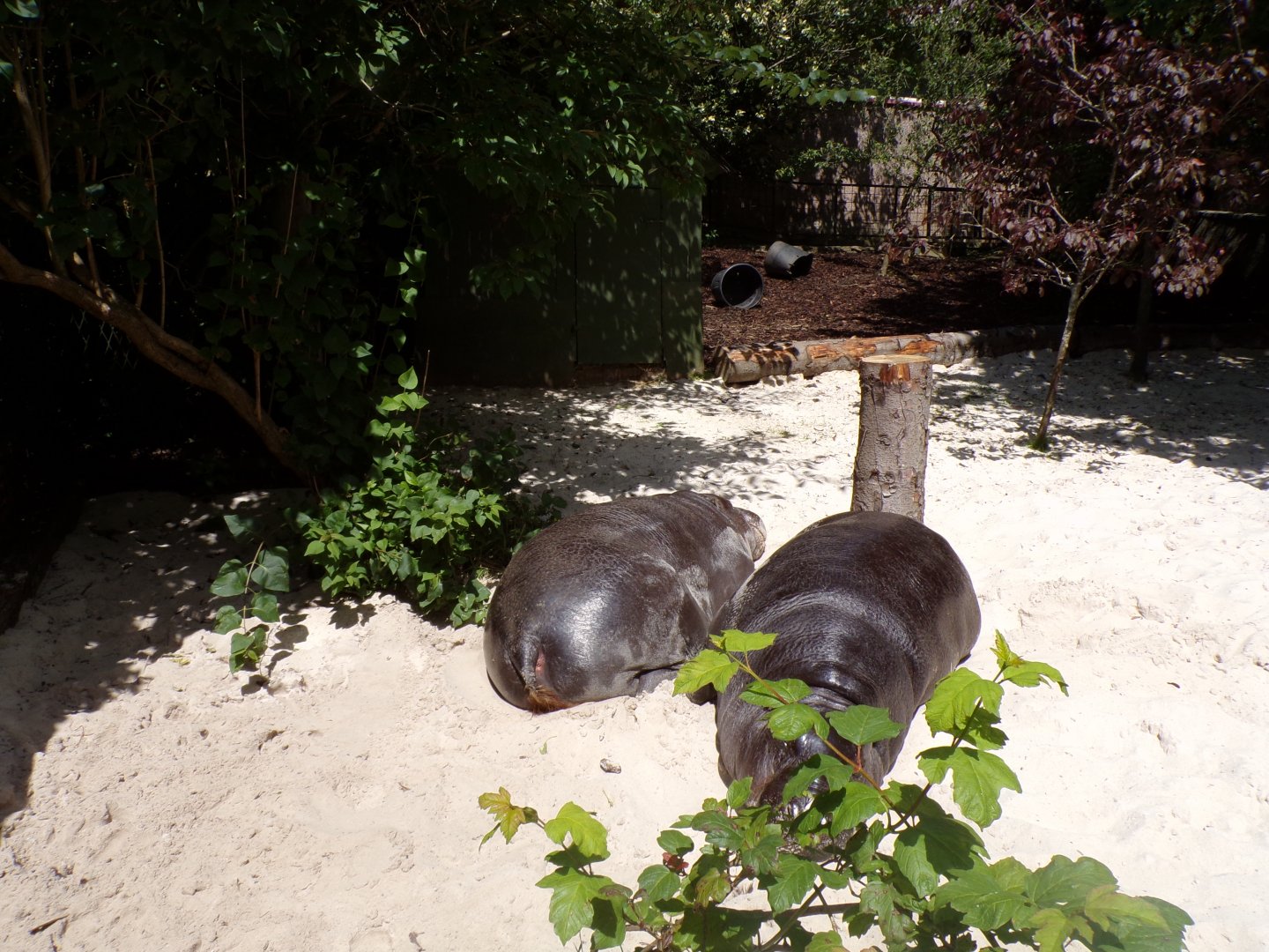 Otto and Gloria the hippos in the sand 17.7.23
