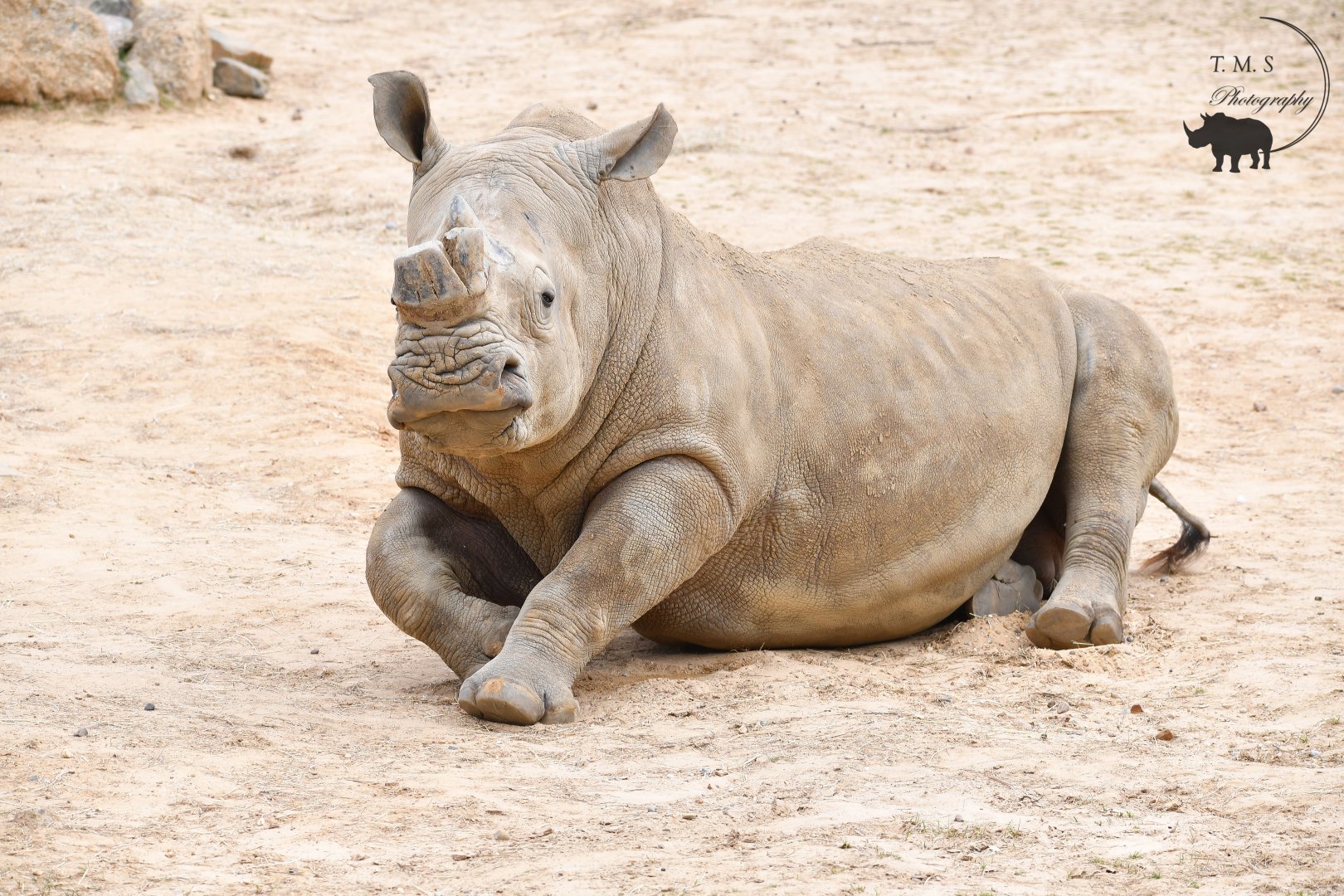 Otto Bull  White Rhino
