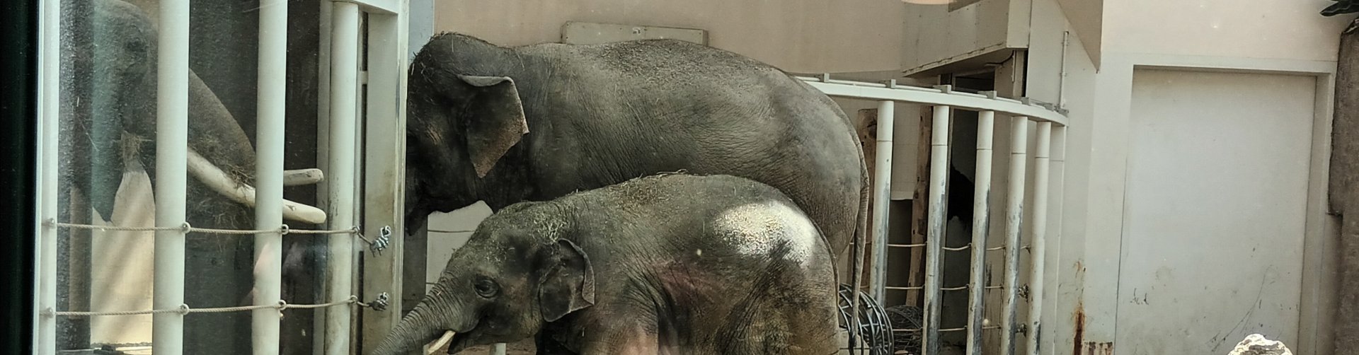 Otto meets Gajendrah