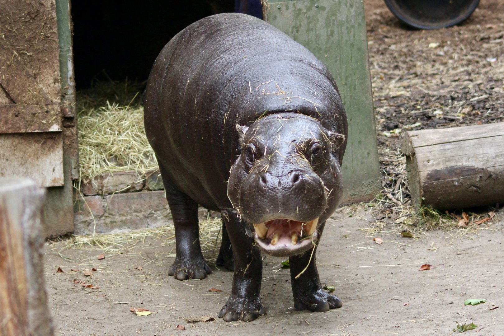 Otto, pygmy hippopotamus (Choeropsis liberiensis) - August 2025