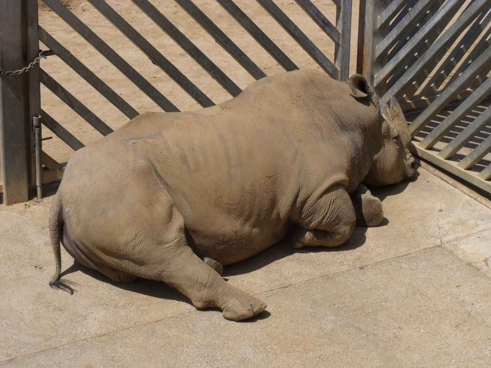 Otto the bull White Rhino