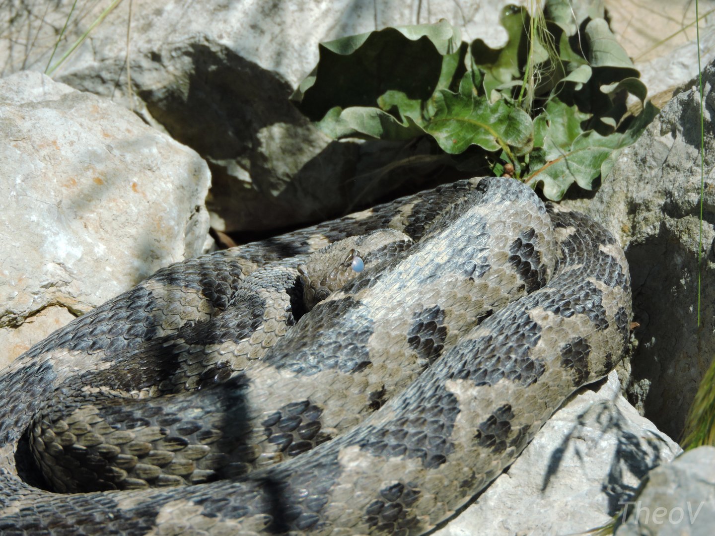 Ottoman viper [2017]