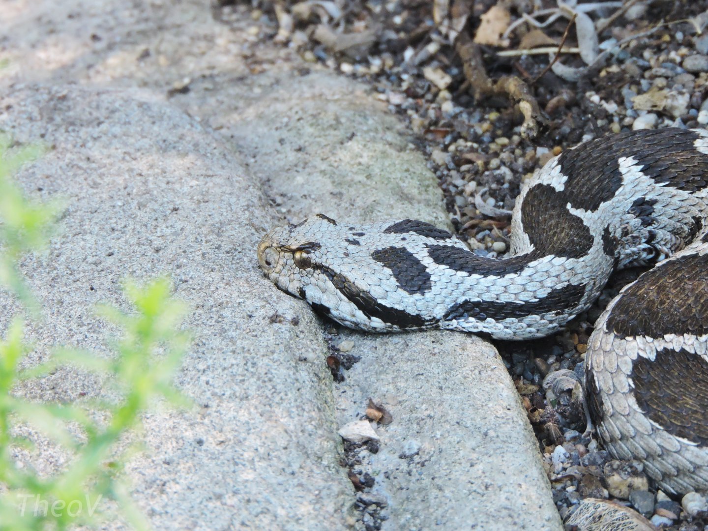 Ottoman viper [2017]