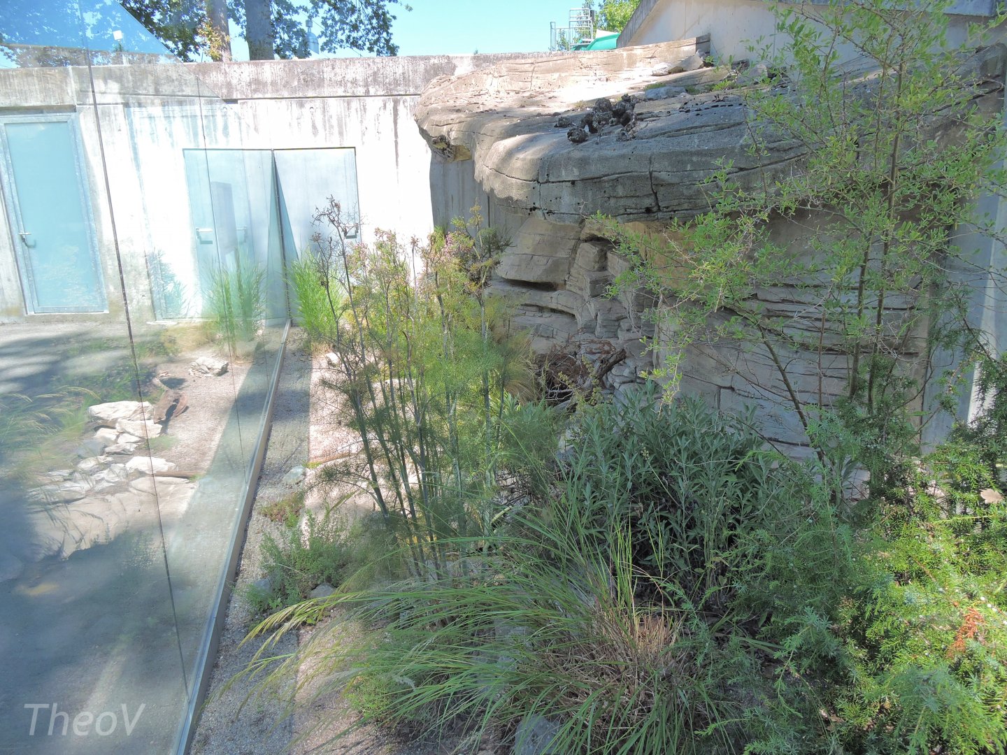 Ottoman viper outdoor terrarium [2017]