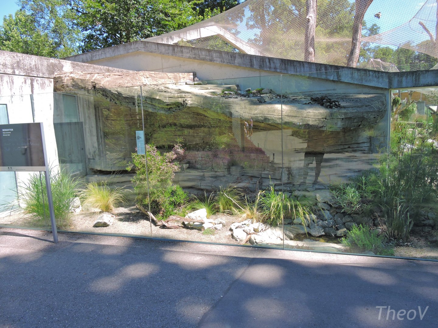 Ottoman viper outdoor terrarium [2017]