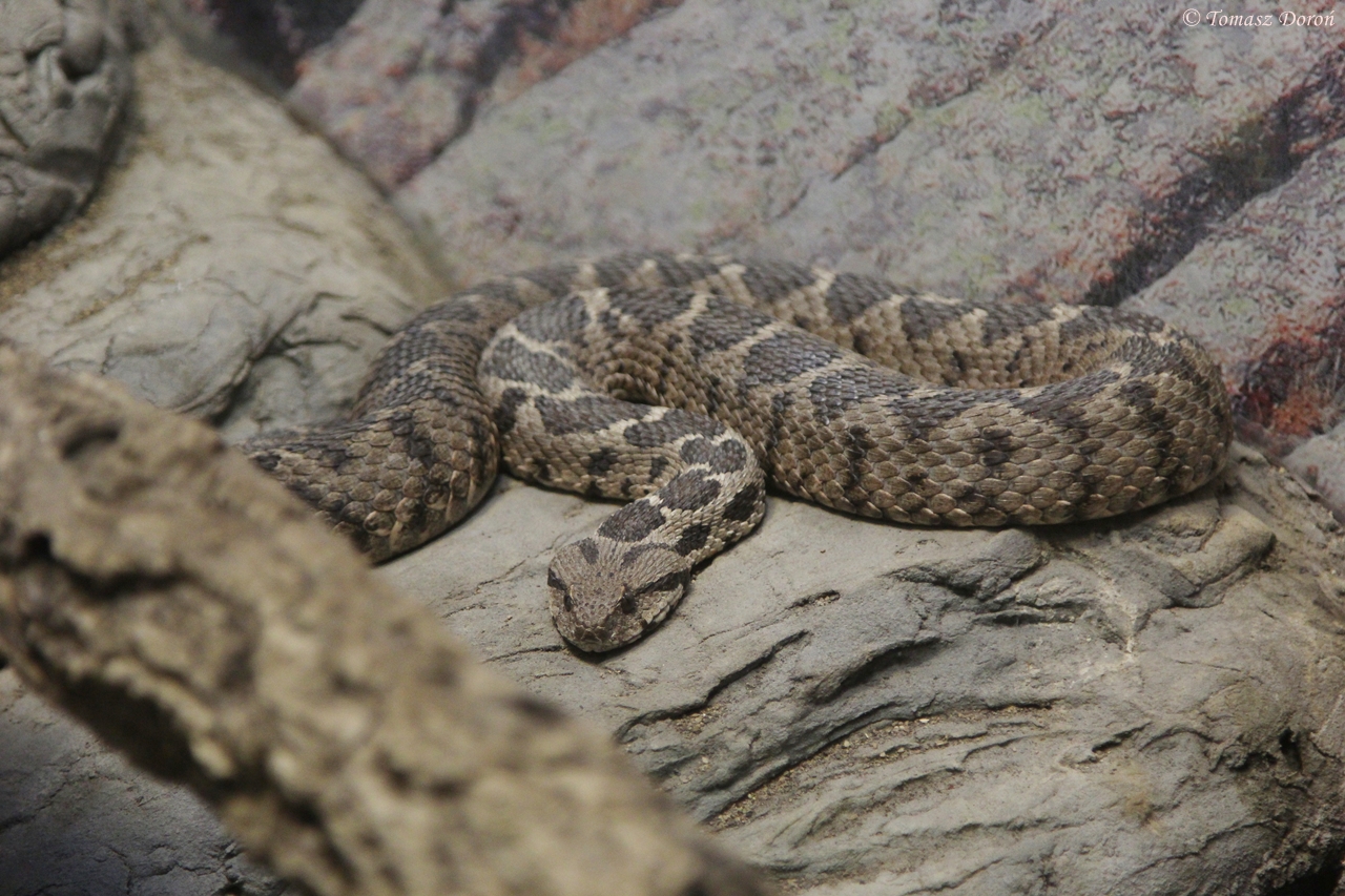 Ottoman Viper (Vipera xanthina)