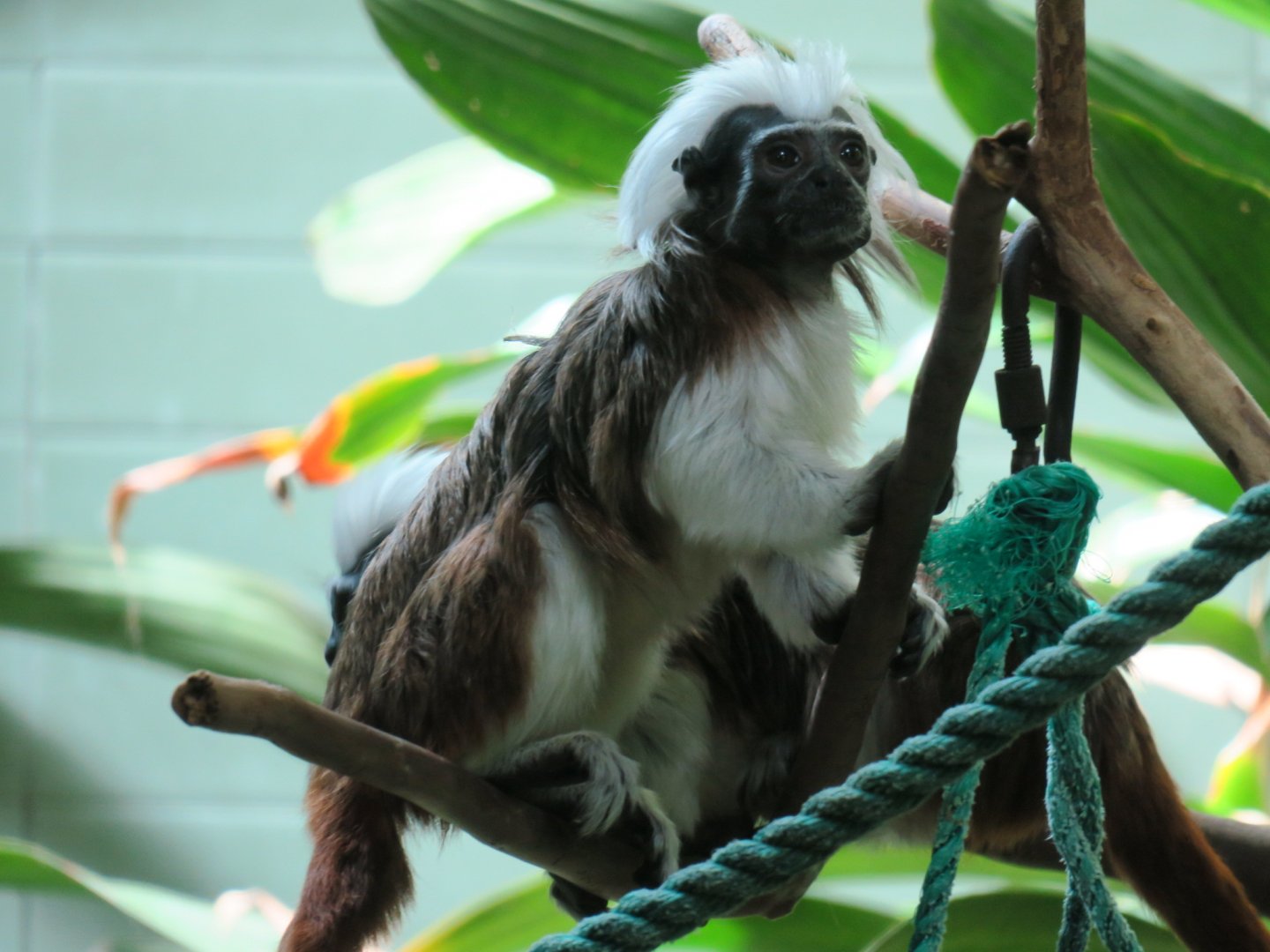 otton-top tamarin