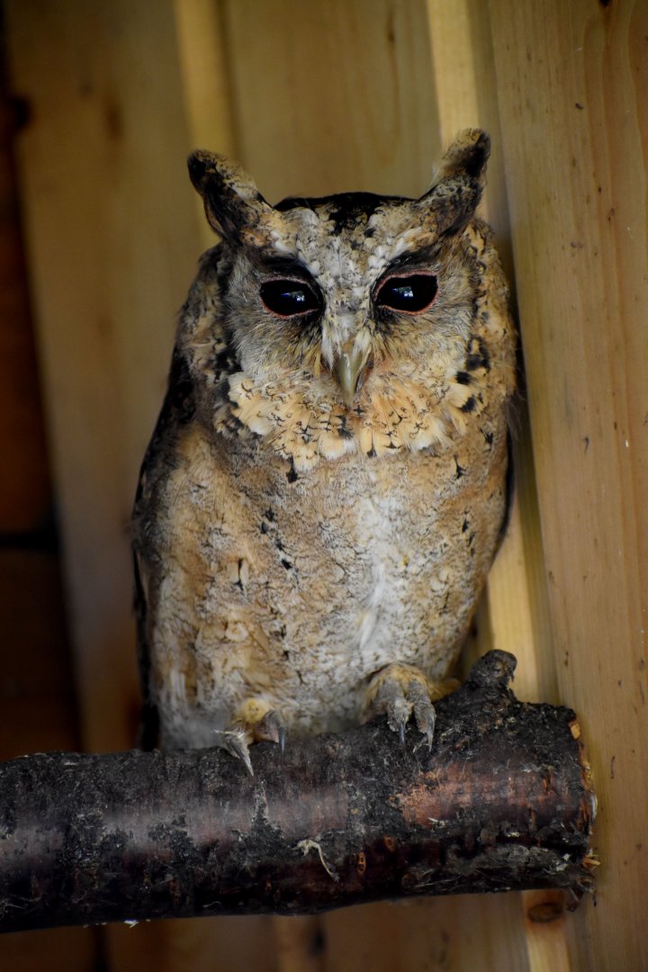 Otus bakkamoena - Indian Scops Owl