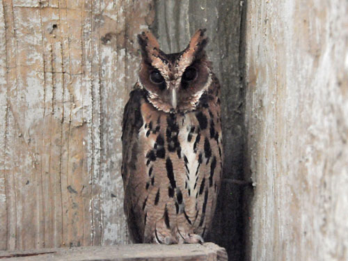 Otus gurneyi at Avilon Zoo - uploaded on behalf of alexkant