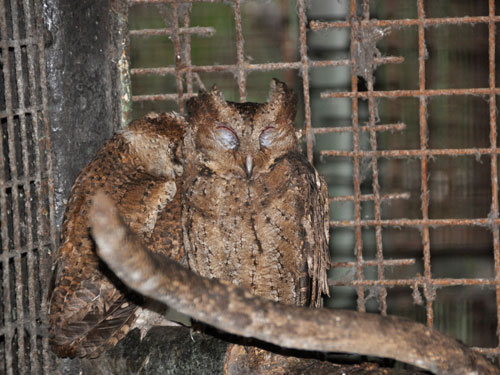 Otus longicornis at Manila Zoological & Botanical Garden - uploaded on behalf of alexkant