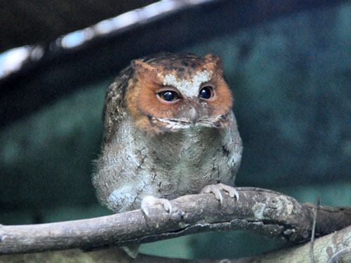 Otus nigrorum at Negros Forests and Ecological Foundation - uploaded on behalf of alexkant