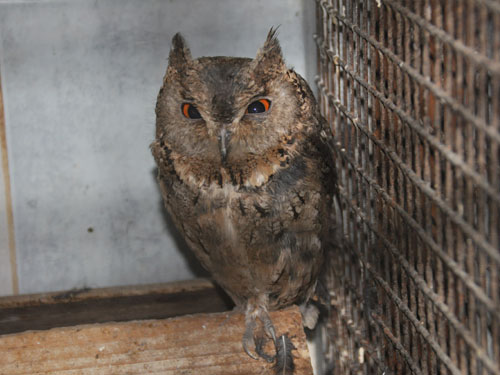 Otus semitorques ussurensis at Sadgorod Zoo - uploaded on behalf of Alexkant