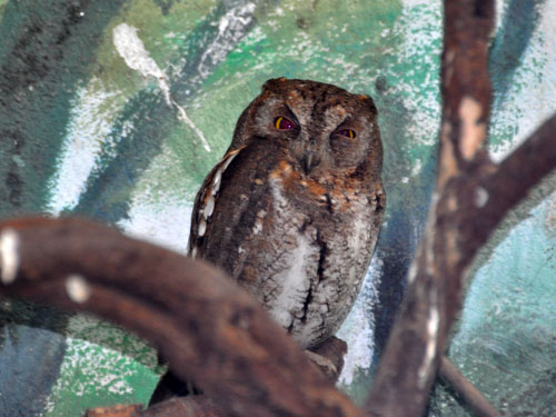 Otus sunia stictonotus at Shanghai Zoo - uploaded on behalf of alexkant
