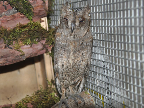 Otus sunia sunia at Moscow Zoo - uploaded on behalf of alexkant