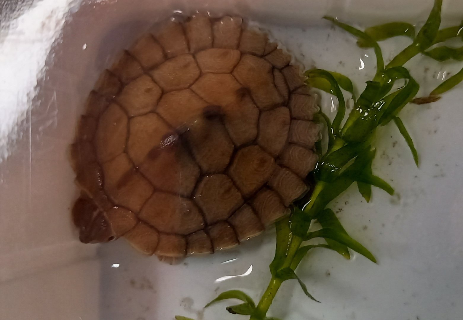 Ouachita map turtle - Graptemys ouachitensis