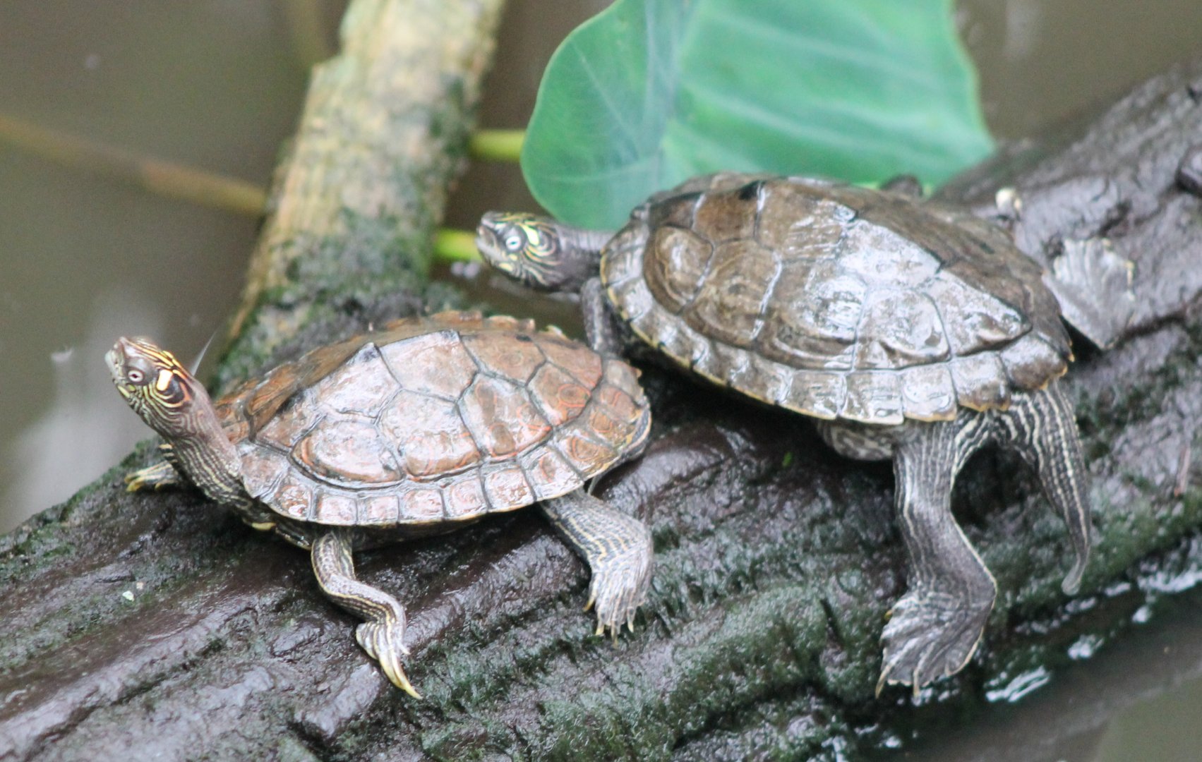 Ouachita map turtles