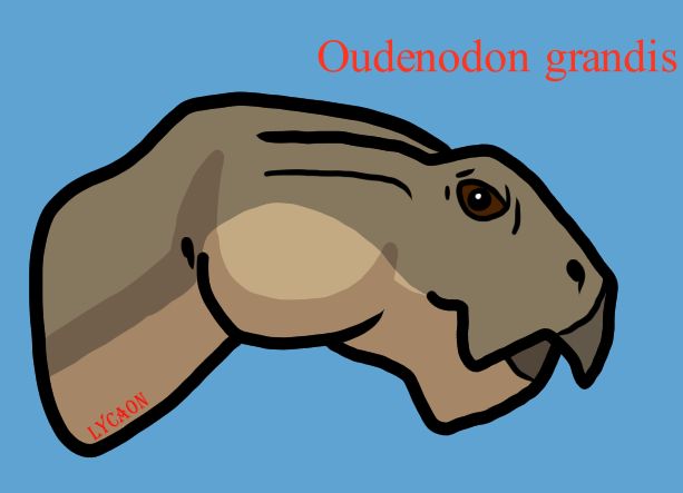 Oudenodon grandis