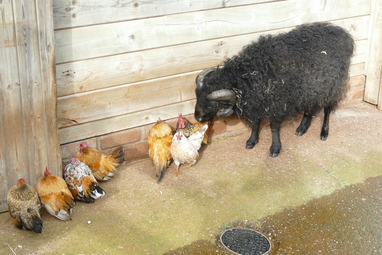 Ouessant ram and Serama chickens, February 2020
