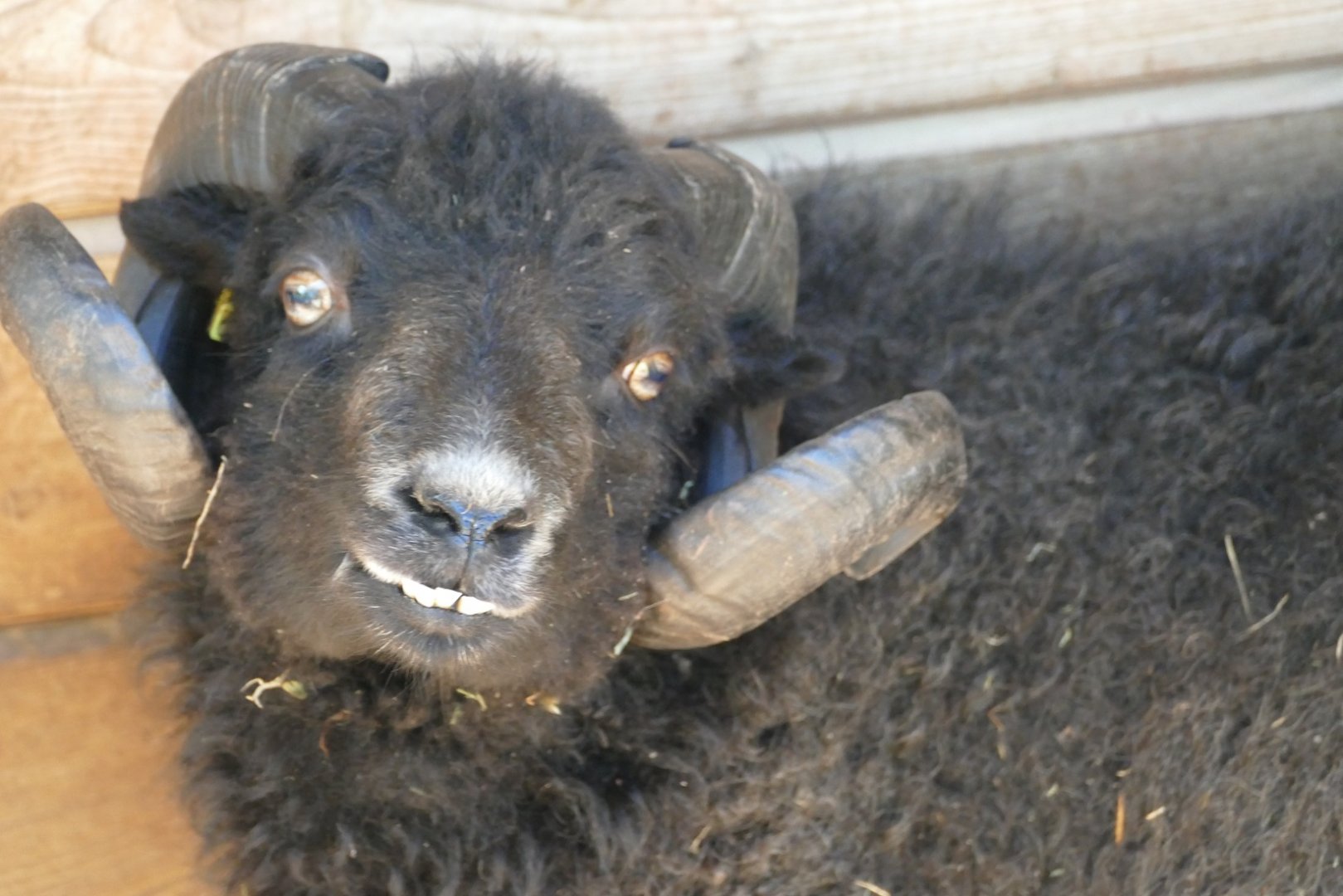 Ouessant ram, September 2019