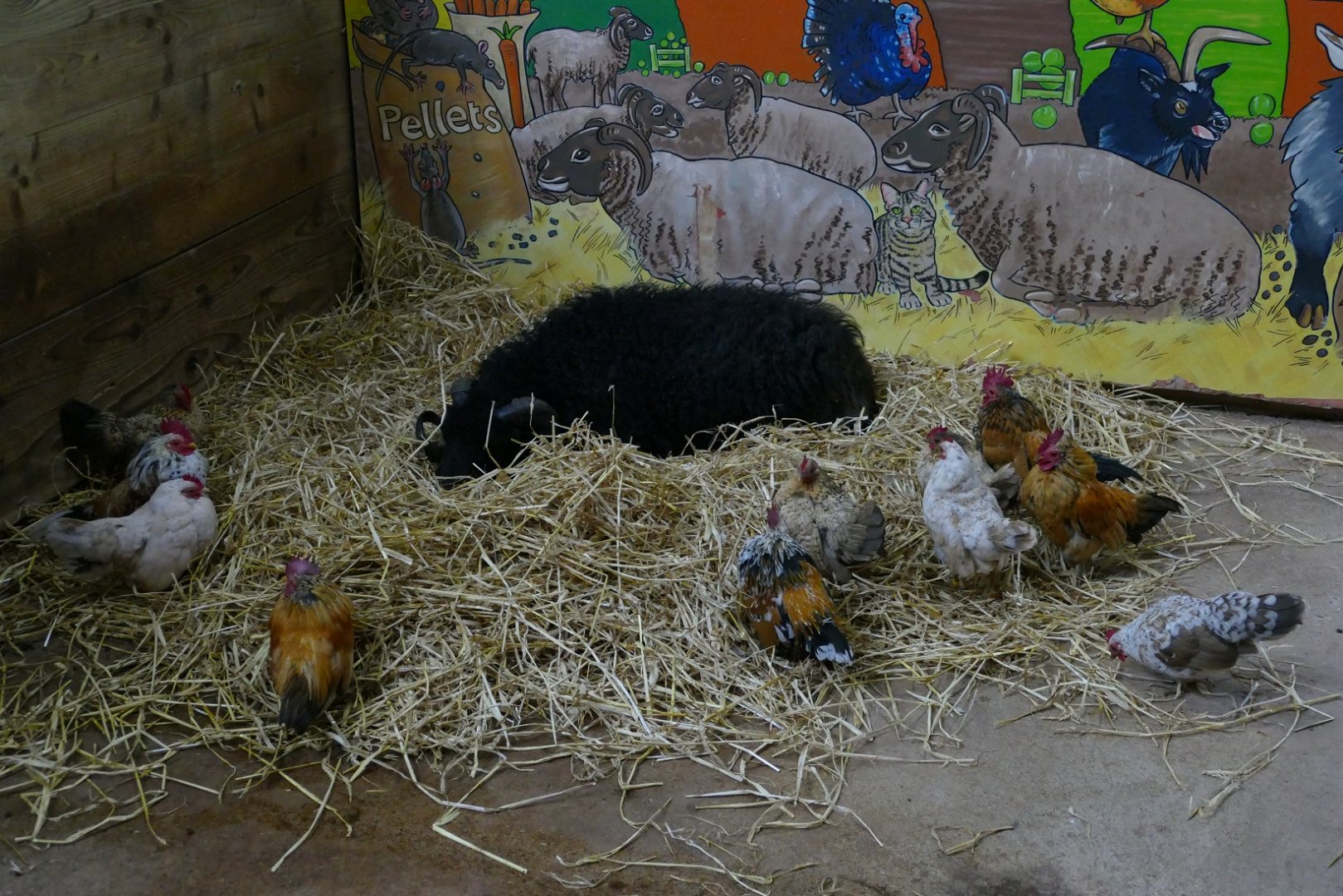 Ouessant ram, The Ranch, October 2018