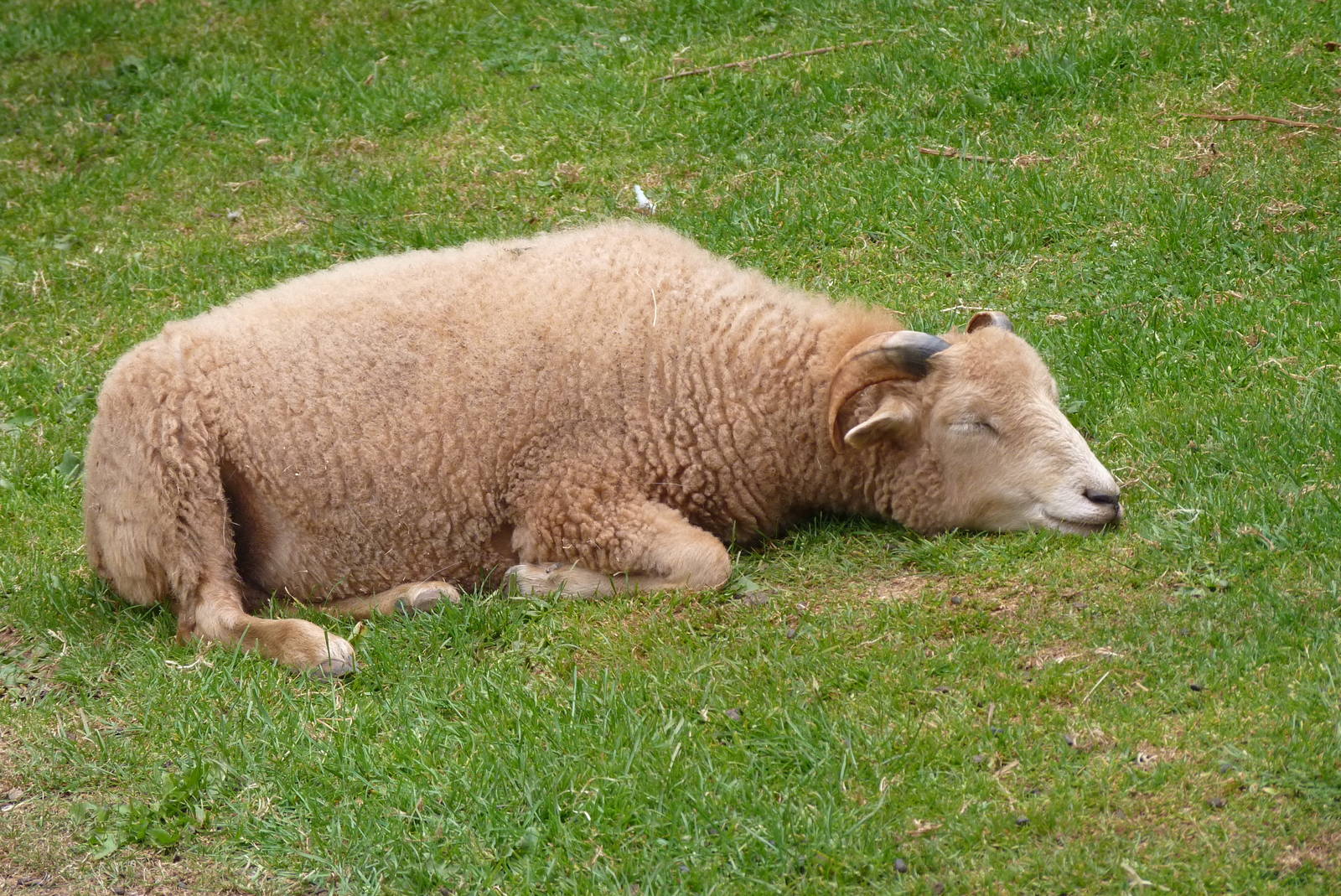 Ouessant Sheep, 1 July 2015